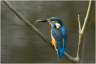Female Kingfisher and Minnow